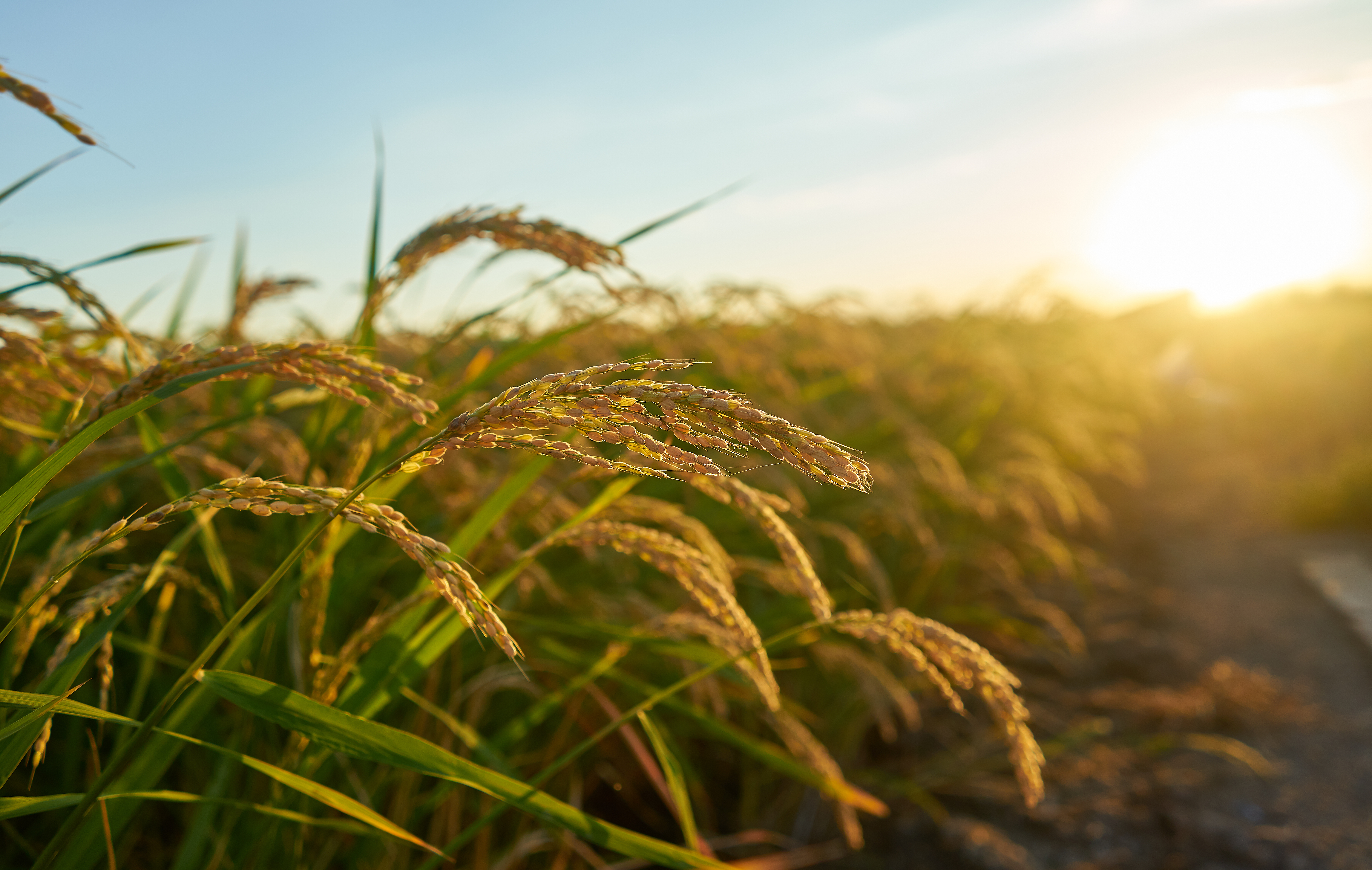 Harvest time at farm